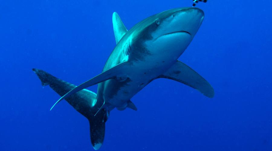 diving