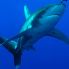 diving