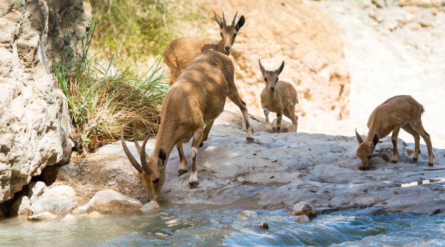 Ibex nel Deserto di Giudea