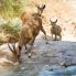 Ibex nel Deserto di Giudea
