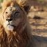 leone in Etosha