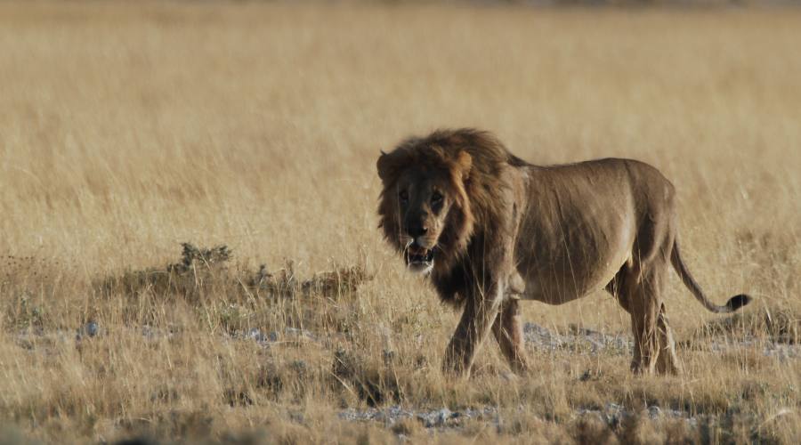 leone nel parco Etosha
