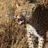 leopardo nel parco Etosha