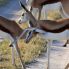springboks in Etosha
