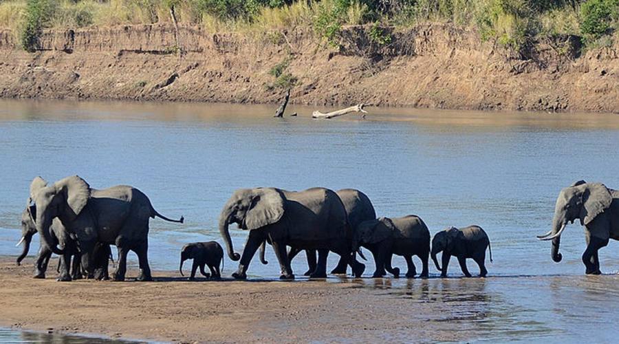 Branco di elefanti nel Lower Zambesi