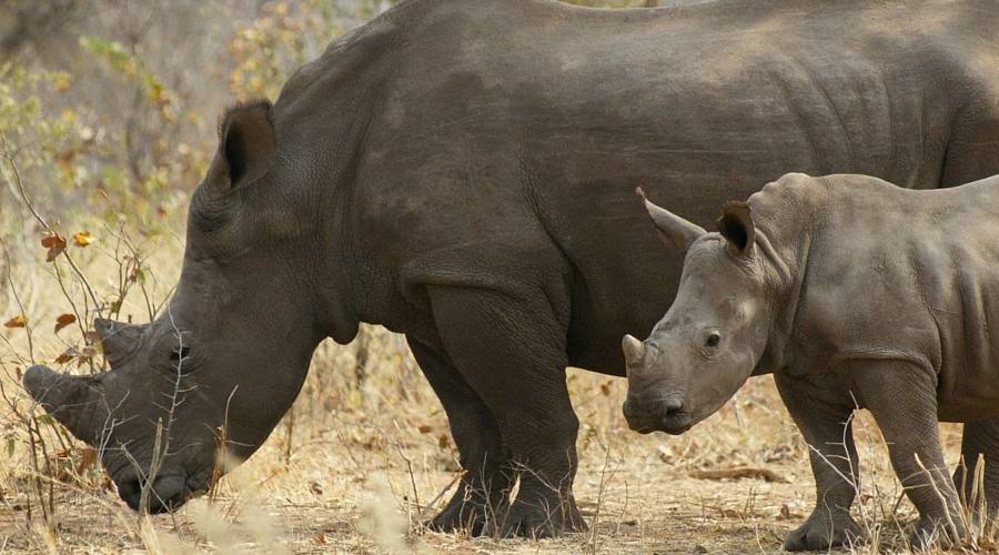 Rinoceronti nel Luangwa NP