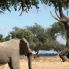 Elefanti nel Lower Zambesi NP