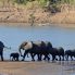 Branco di elefanti nel Lower Zambesi