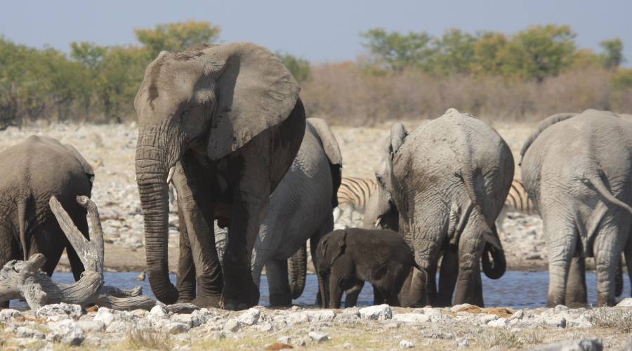elefanti nel parco Etosha