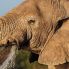 elefante nel parco Etosha
