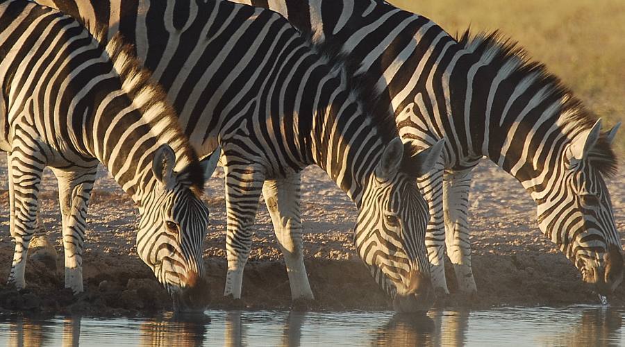 zebre nel Kruger