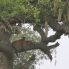  leopardo con cucciolo su un albero delle salsicce Serengeti 
