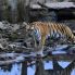 Tigre a Chitwan