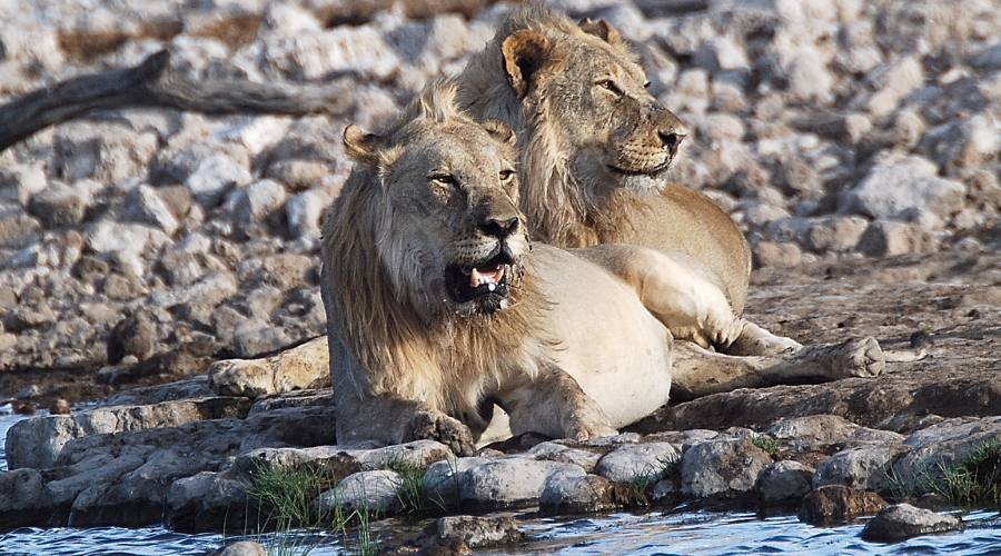 leoni nel parco Etosha