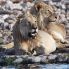 leoni nel parco Etosha