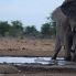 elefante nel parco Etosha