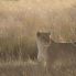 leonessa in Etosha