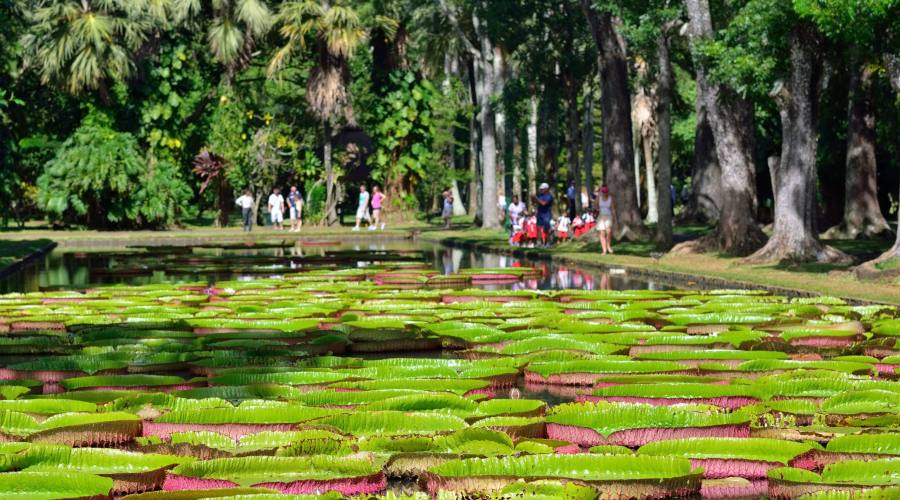 I giardini di Pamplemousses