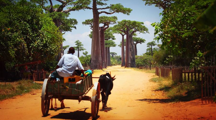 Avenue du Baobab