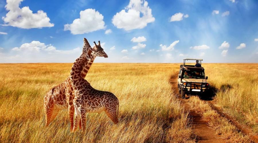 Giraffe all'Amboseli