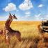 Giraffe all'Amboseli
