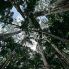 Cairns: la foresta pluviale