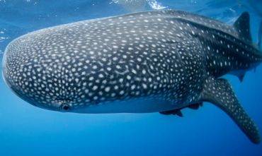 Lo Squalo Balena al Ningaloo Reef: unica esperienza in tenda di lusso con vista… sul reef
