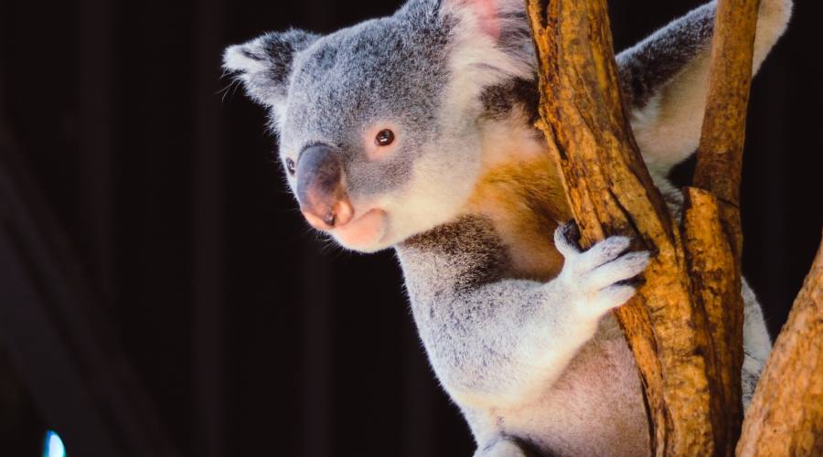 Koala