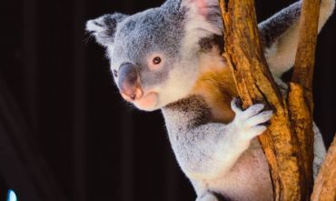Tour di Gruppo in Italiano: Melbourne - Cairns - Ayers Rock - Sydney