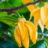 Il famoso fiore Ylang Ylang, che profuma tutta l'isola