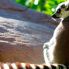 Il lemure, vero animale simbolo della fauna malgascia