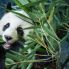 Chengdu: Centro Conservazione Panda