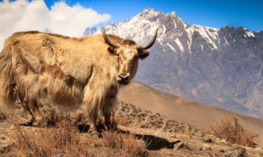 Trekking nel Regno del Mustang