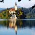 Il Lago di Bled