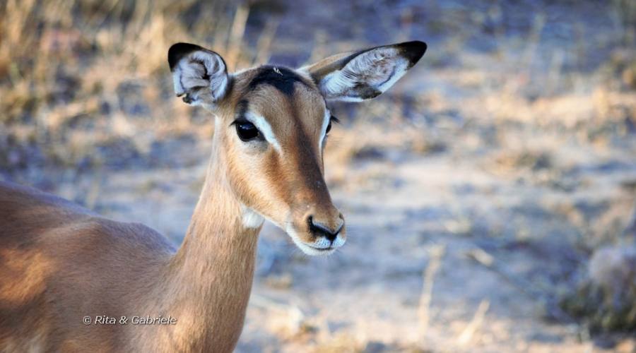 Impala