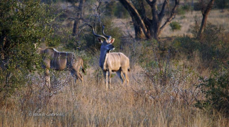 Kudu