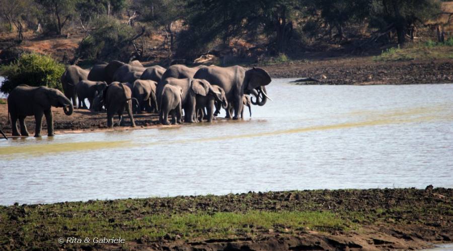 Elefanti al Kruger 