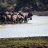 Elefanti al Kruger 