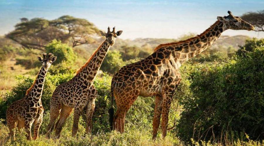Giraffe al parco Tsavo