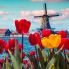 Tulipani e mulini...l'Olanda