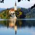 Il Lago di Bled