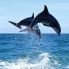Delfini avvistati nel mare di Pisciotta