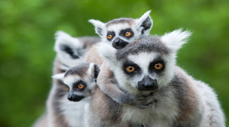 I lemuri del Madagascar