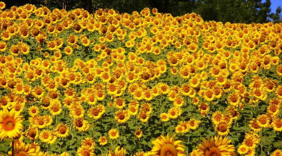 Girasoli d'Abruzzo