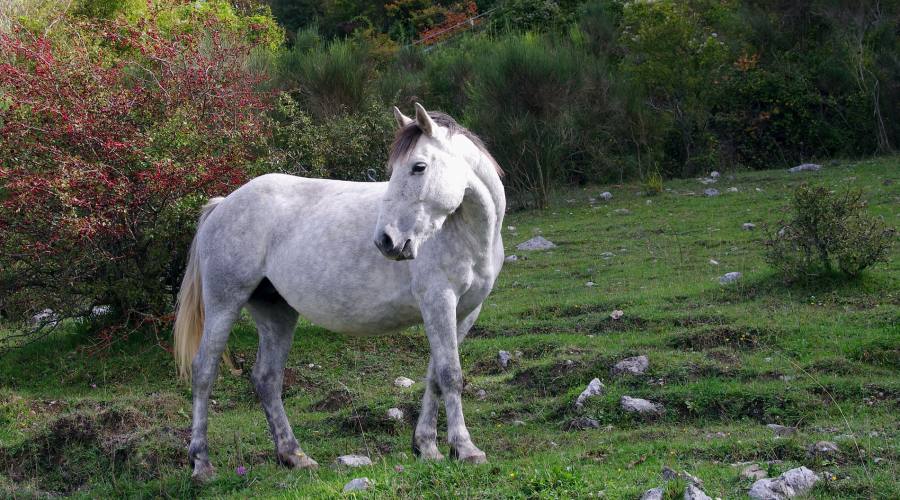 Parco Nazionale d'Abruzzo...