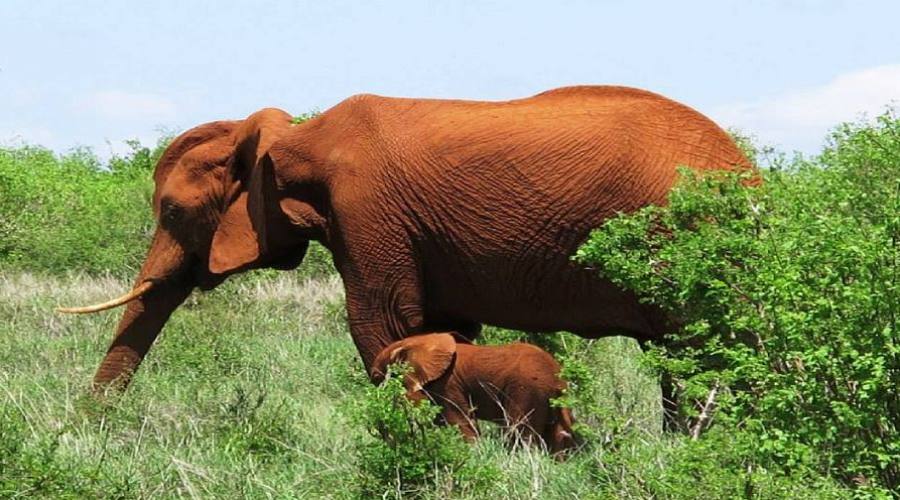 elefanti al parco Tsavo