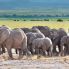 elefanti all'Amboseli National Park