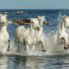 I cavalli bianchi della Camargue