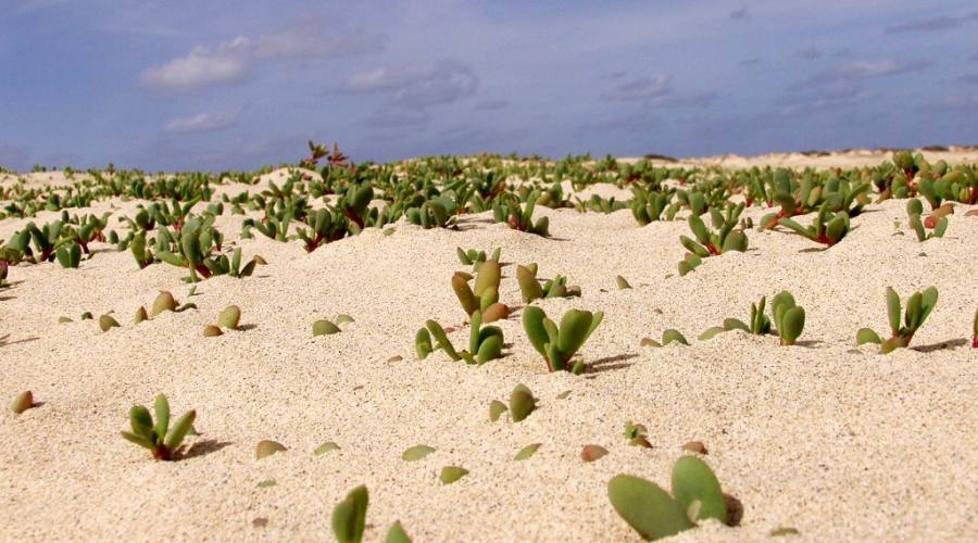 Boa Vista