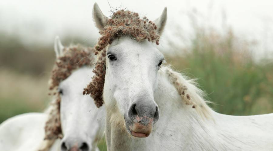 Camargue, antica razza nel Delta del Po